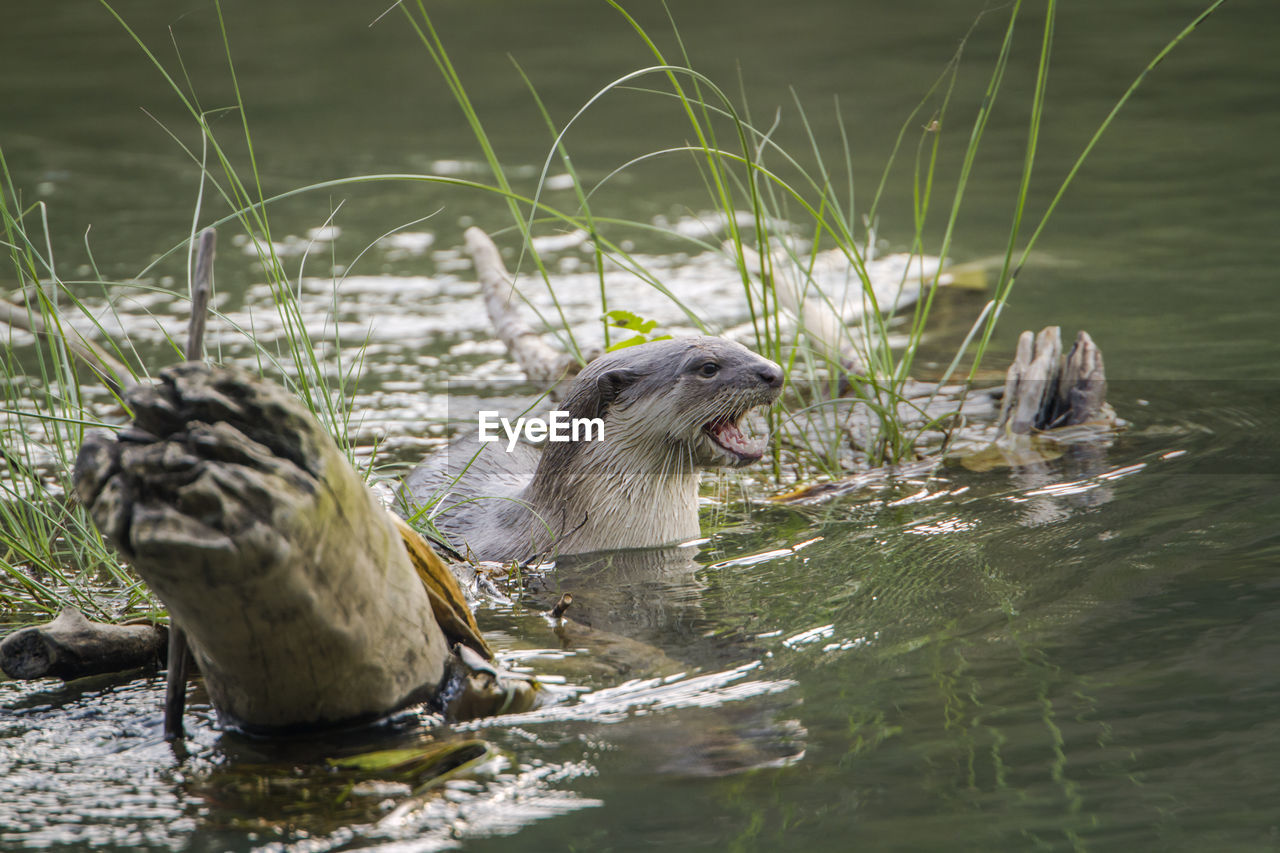 DUCKS IN A LAKE