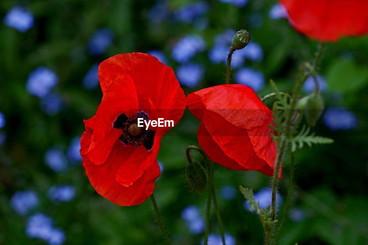 CLOSE-UP OF RED FLOWERING PLANT