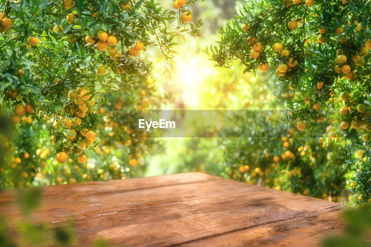 Empty wood table with free space over orange trees, orange field background. for product display