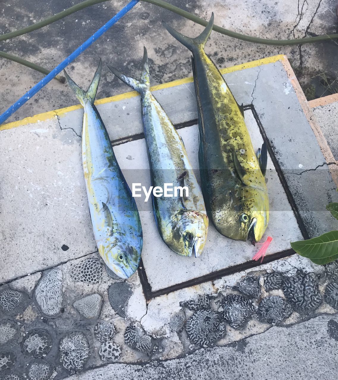 Mahi mahi fish