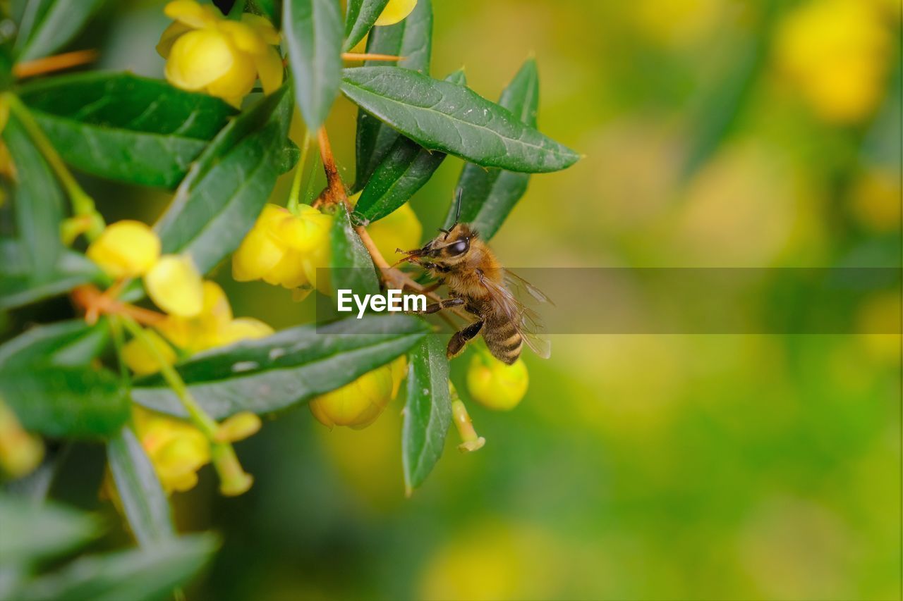 CLOSE-UP OF HONEY BEE POLLINATING ON FLOWER