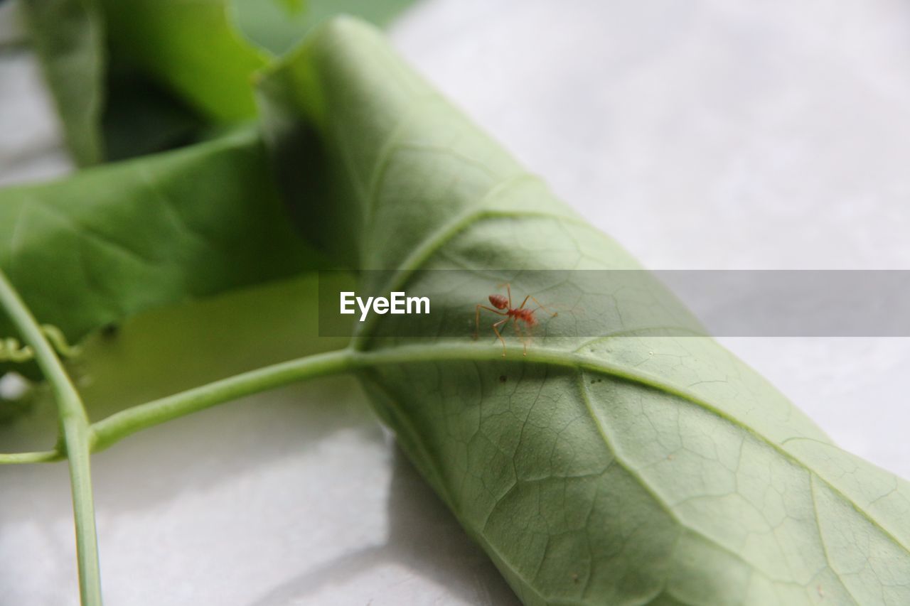 HIGH ANGLE VIEW OF INSECT ON LEAF OUTDOORS