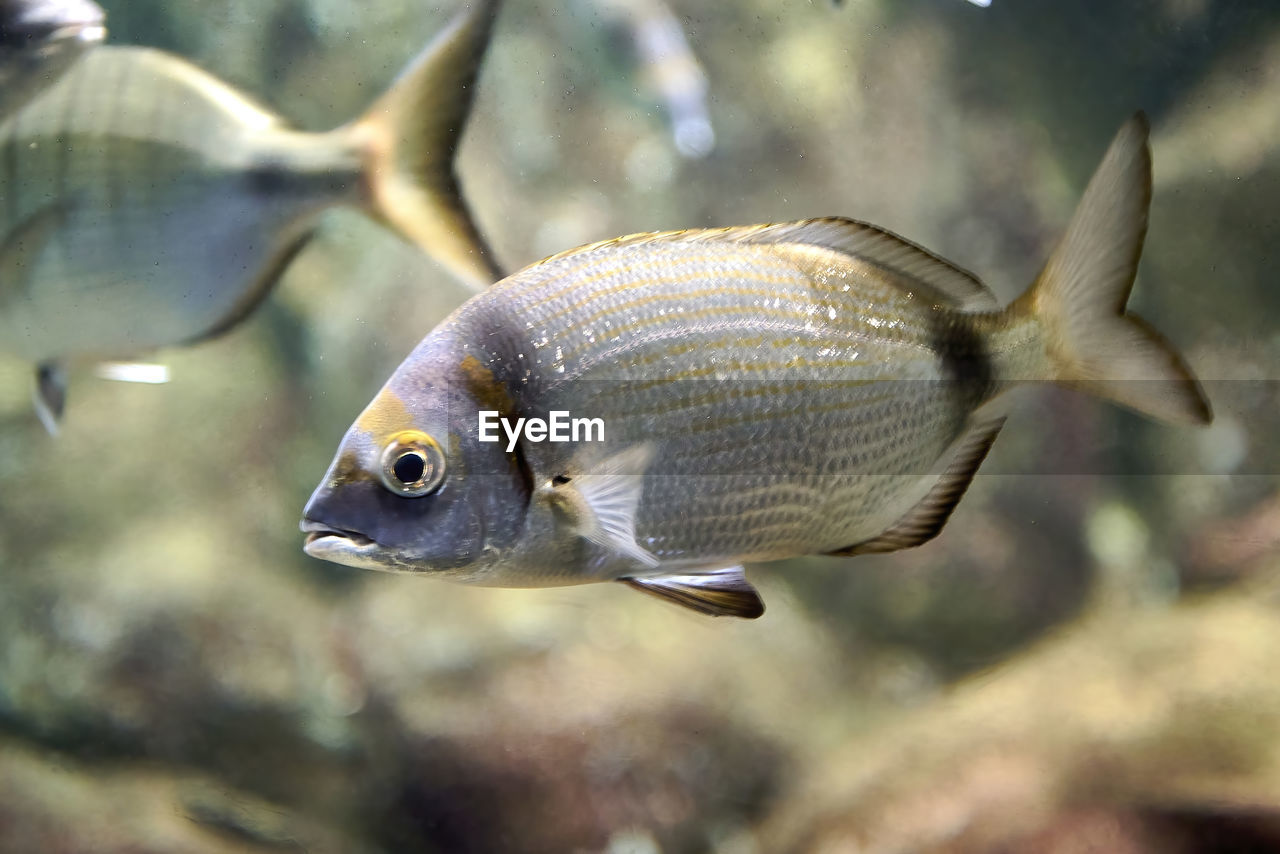 animal, animal themes, fish, animal wildlife, marine biology, wildlife, water, sea, one animal, swimming, sea life, underwater, aquarium, reef, nature, marine, close-up, no people, animals in captivity, glass, side view, macro photography, transparent