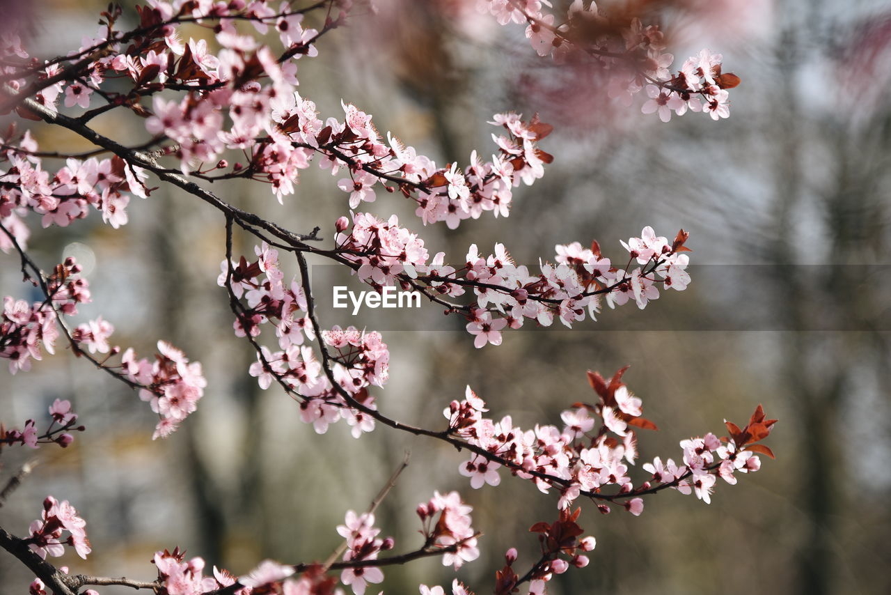 Close-up of pink cherry blossoms in spring