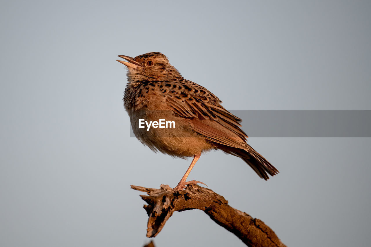 CLOSE-UP OF BIRD PERCHING ON A TREE