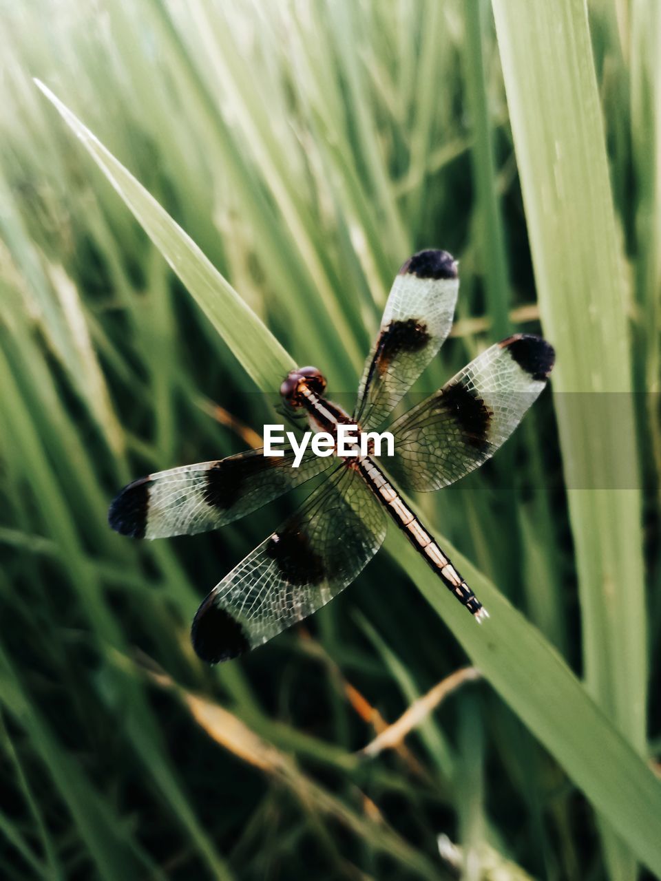 Close-up of insect on plant