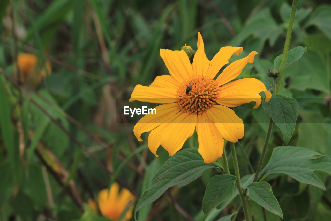 Insect pollinating yellow flower