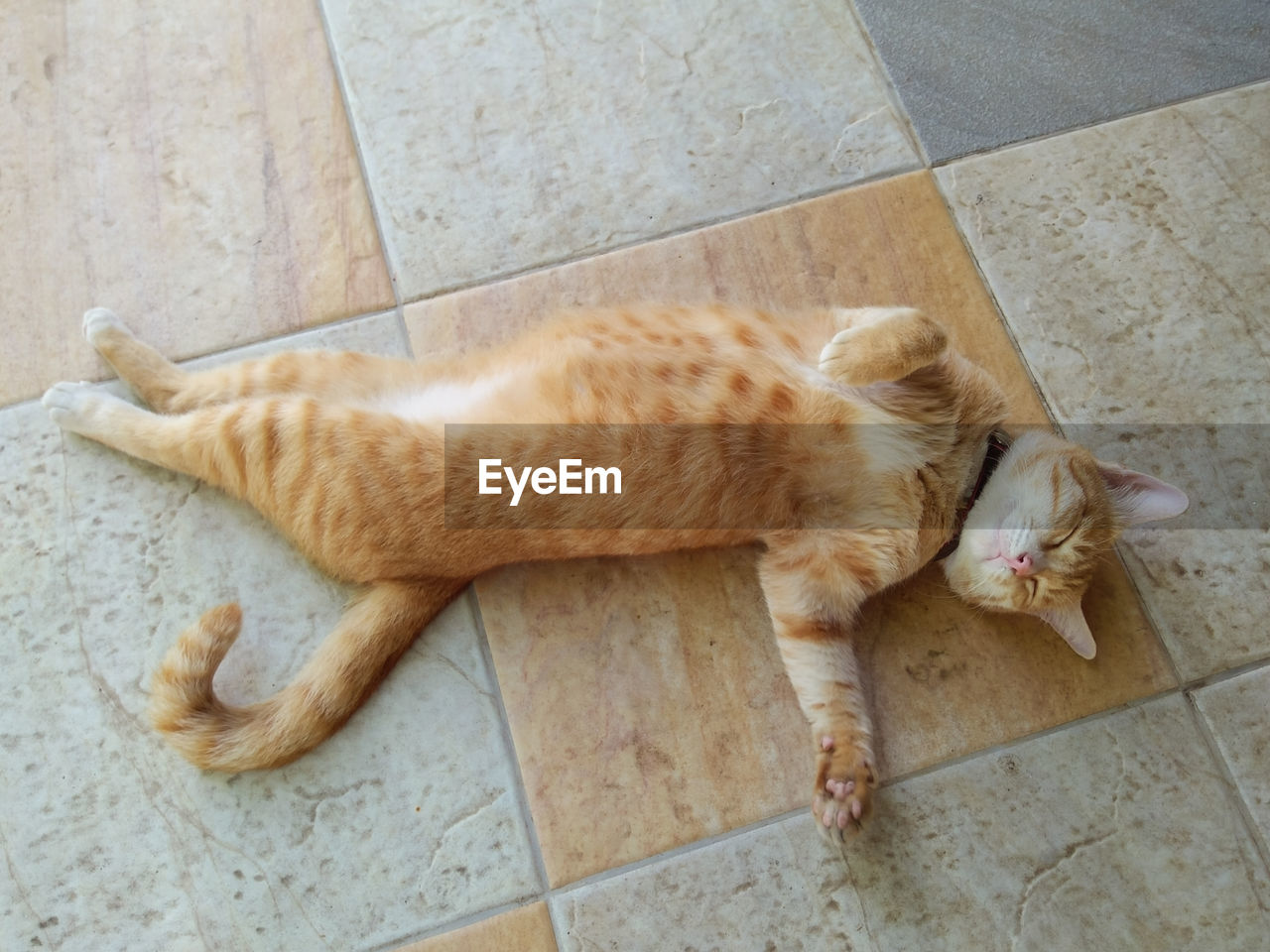 CAT SLEEPING ON TILED FLOOR