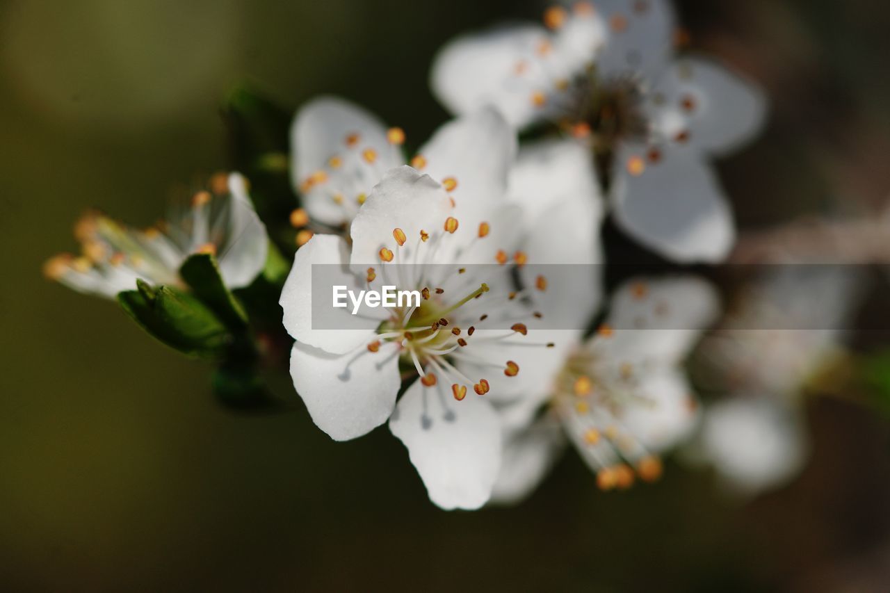 CLOSE-UP OF WHITE CHERRY BLOSSOM