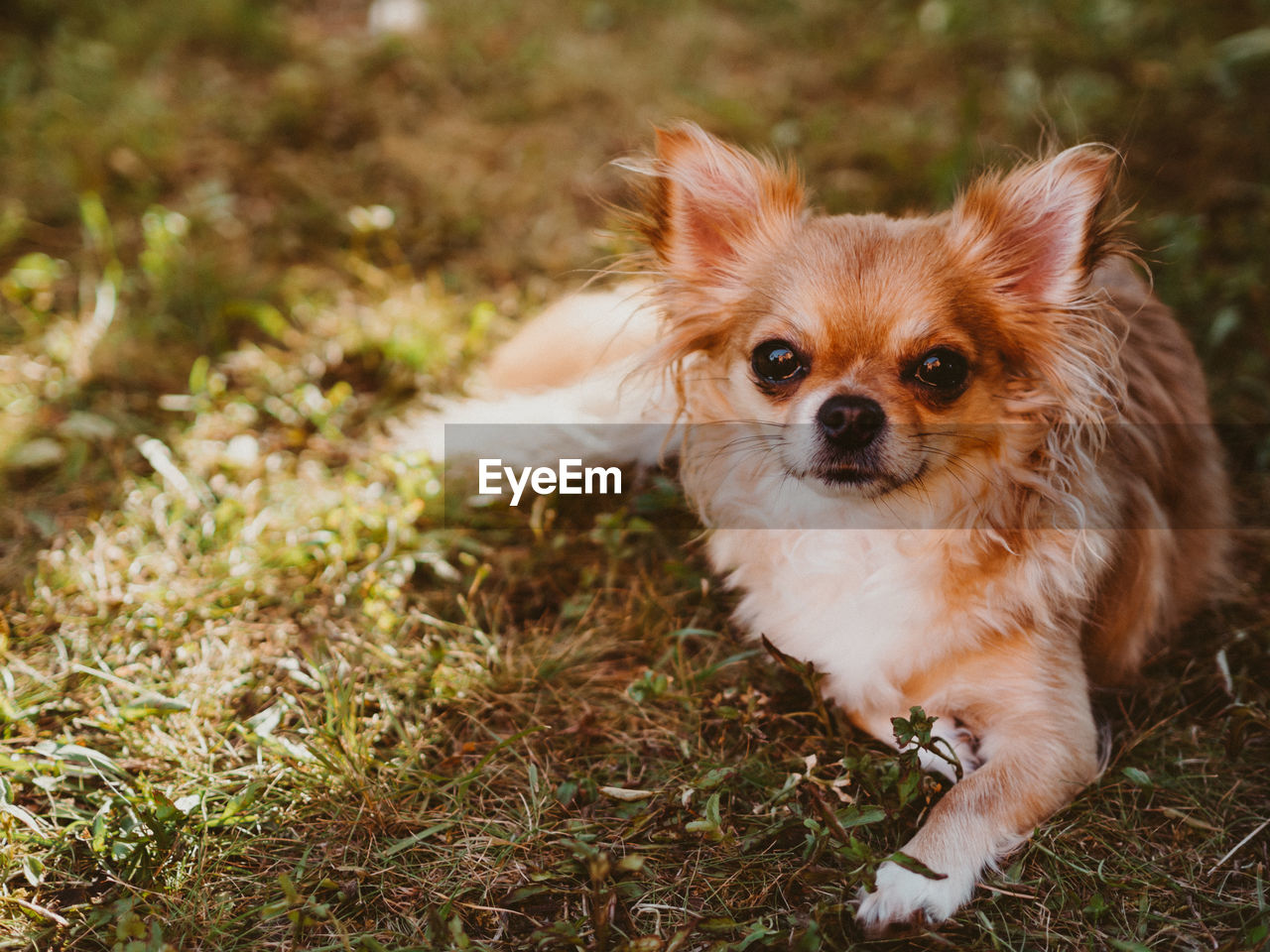 Brown chihuahua sitting on grass. small dog outside