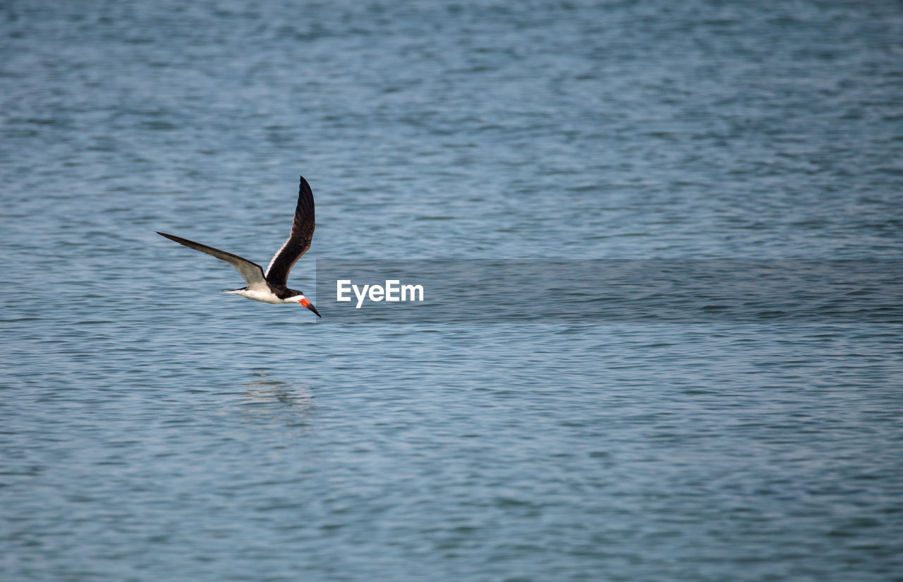 SEAGULLS FLYING OVER SEA