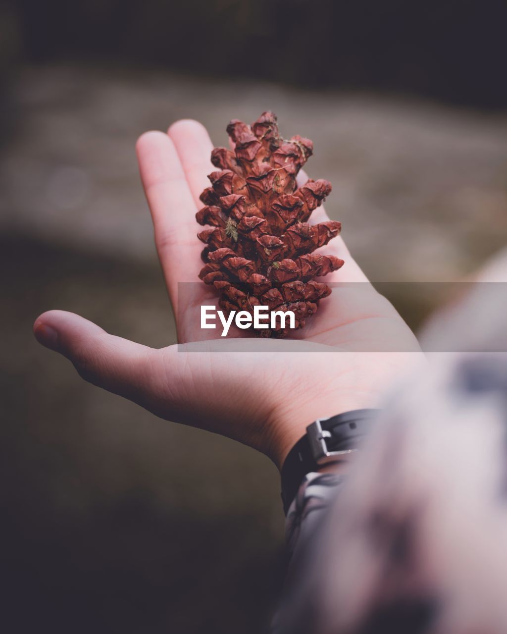 Cropped hand holding pine cone outdoors
