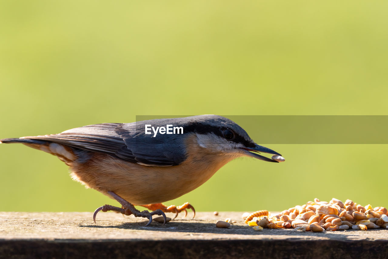 CLOSE-UP OF A BIRD EATING