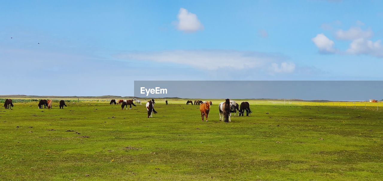 HORSES GRAZING IN FIELD