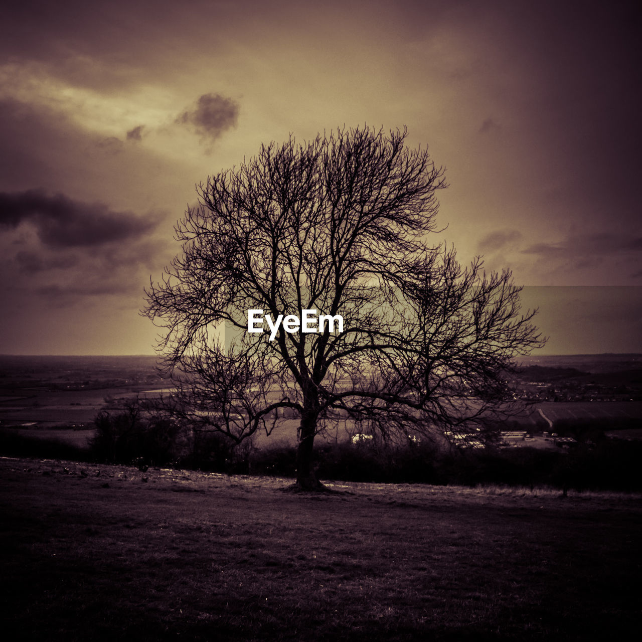 BARE TREE BY SEA AGAINST SKY