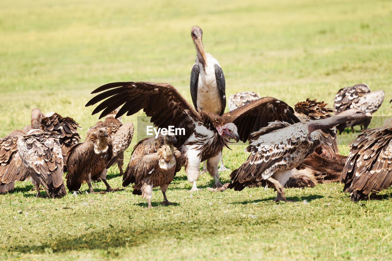 Flock of vultures perching on field