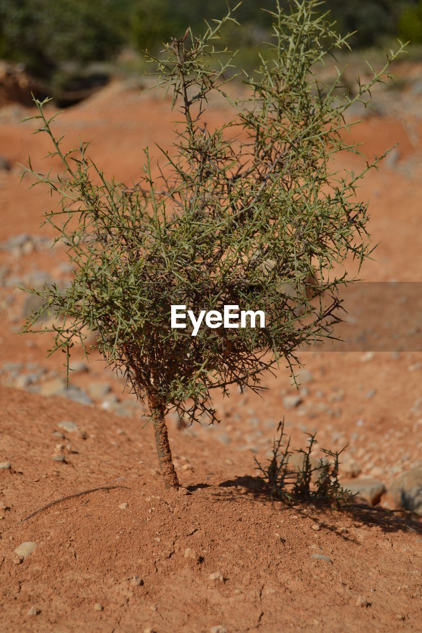 Close-up of plant on field