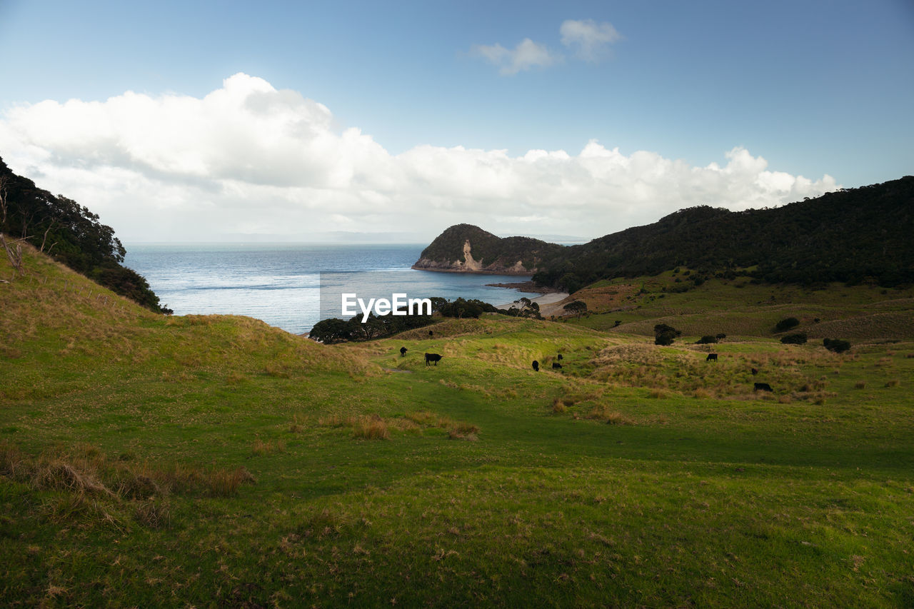 SCENIC VIEW OF SEA AND FIELD AGAINST SKY