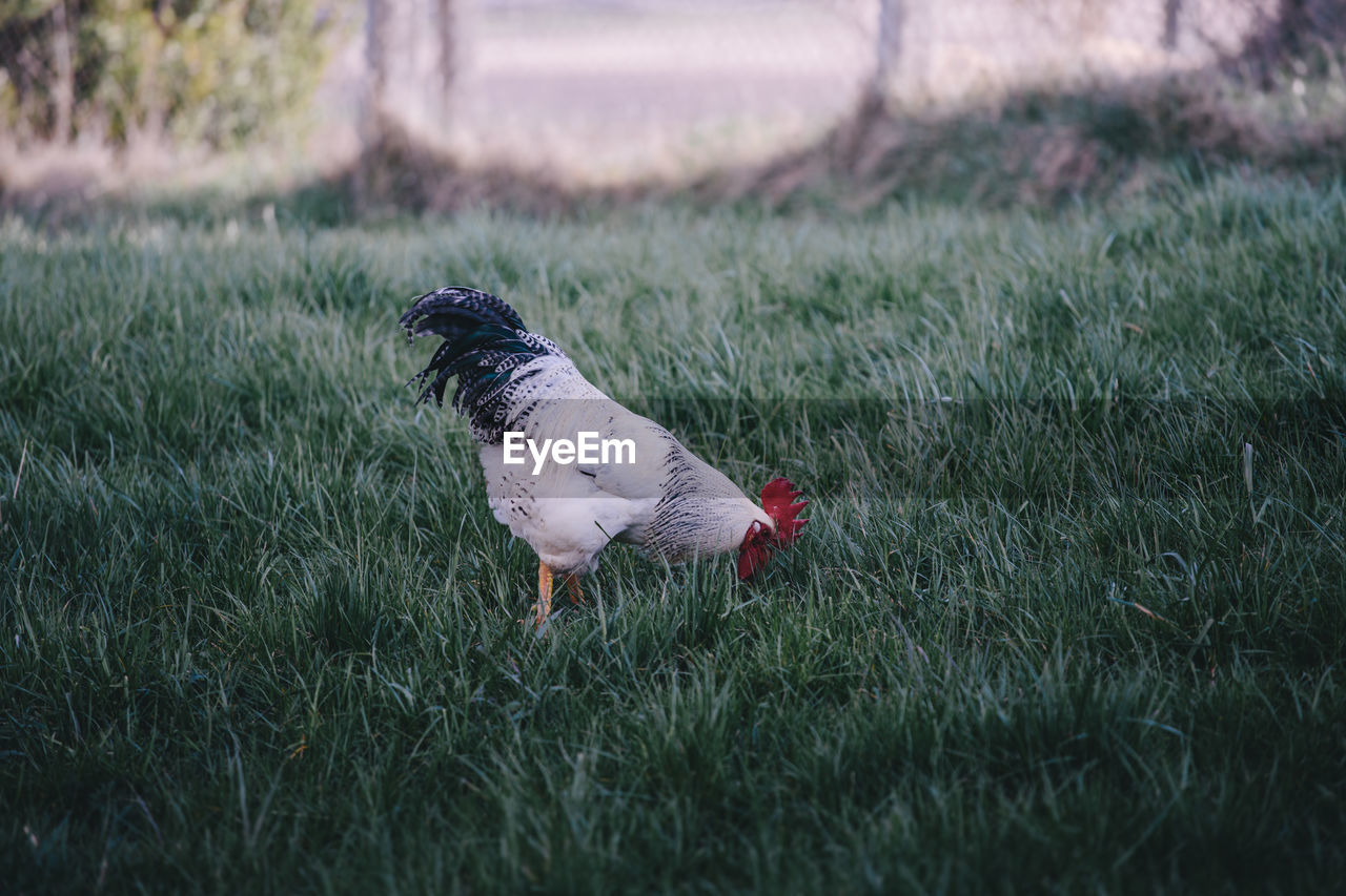 Side view of bird on grassy field