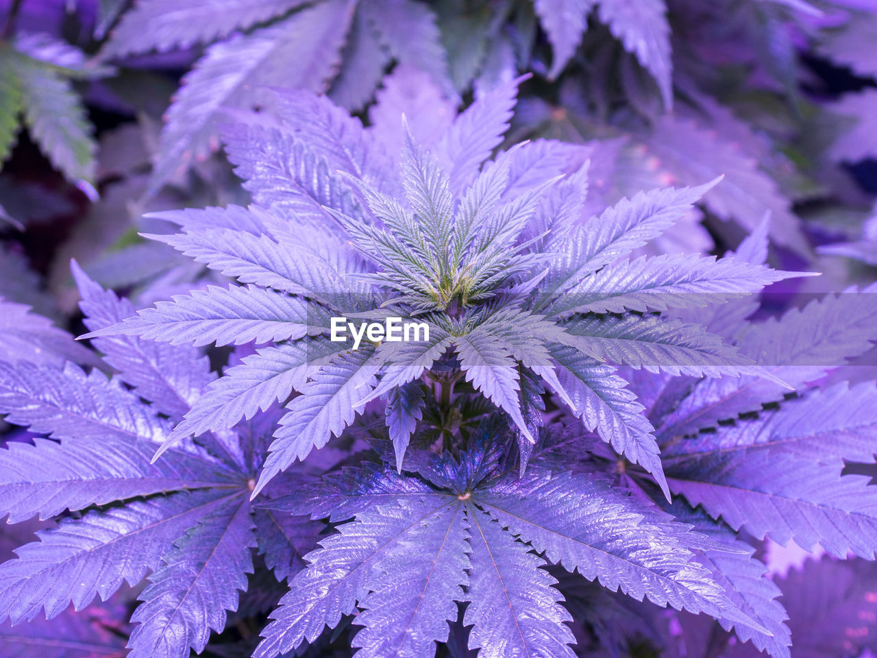 Close-up of  flowering cannabis plant leaves