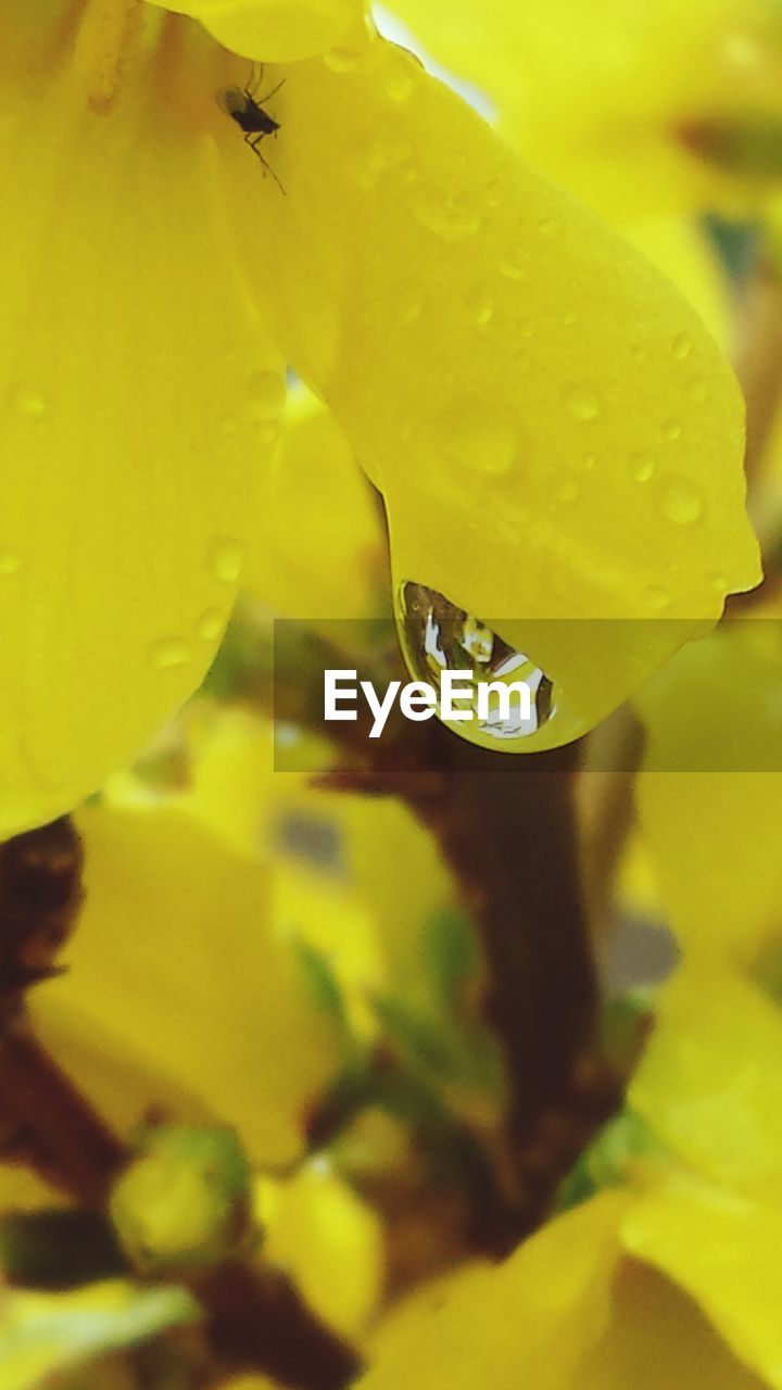 CLOSE-UP OF INSECT ON YELLOW LEAF