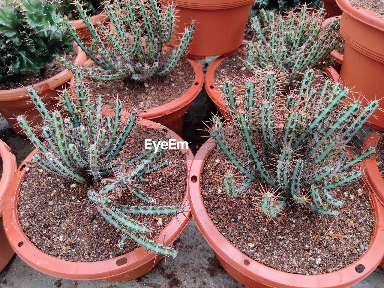 HIGH ANGLE VIEW OF POTTED PLANTS ON FIELD