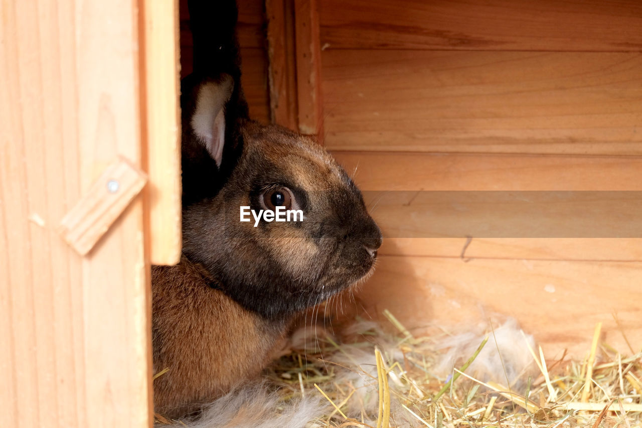 Close-up portrait of a little rabbit. 