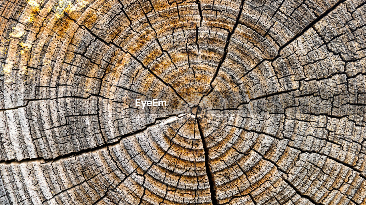 FULL FRAME SHOT OF TREE TRUNKS