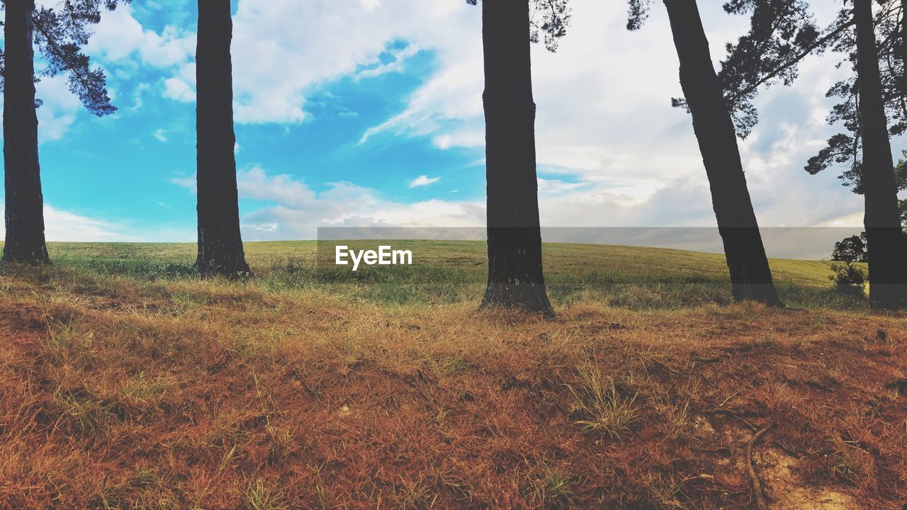 TREES GROWING ON FIELD AGAINST SKY