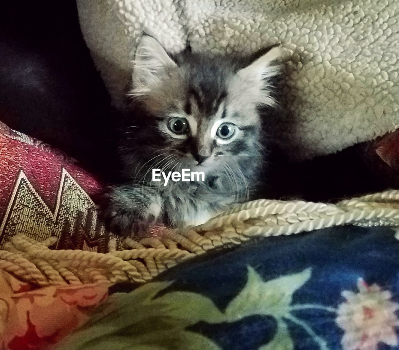 PORTRAIT OF CAT IN BASKET