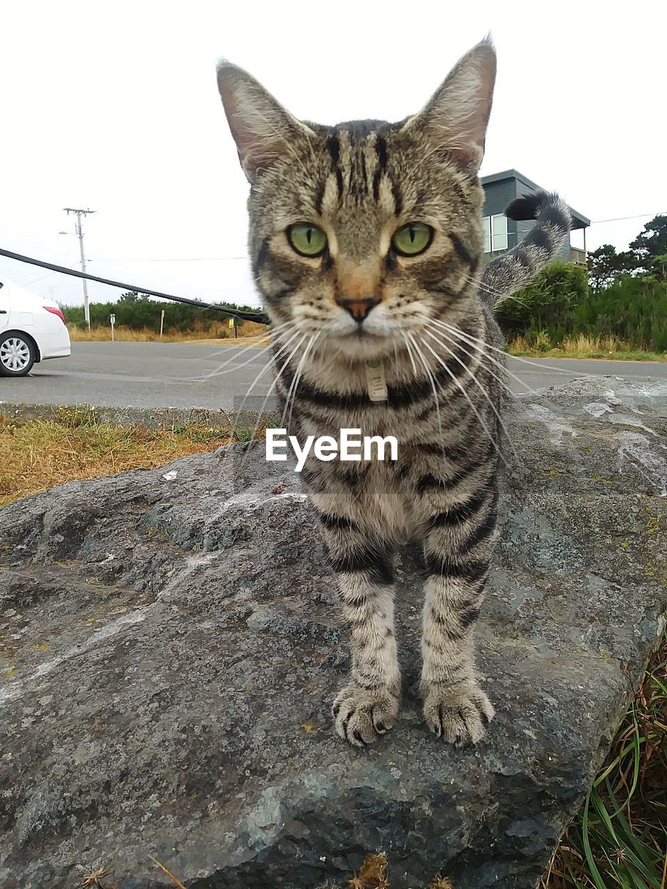 PORTRAIT OF CAT ON GROUND