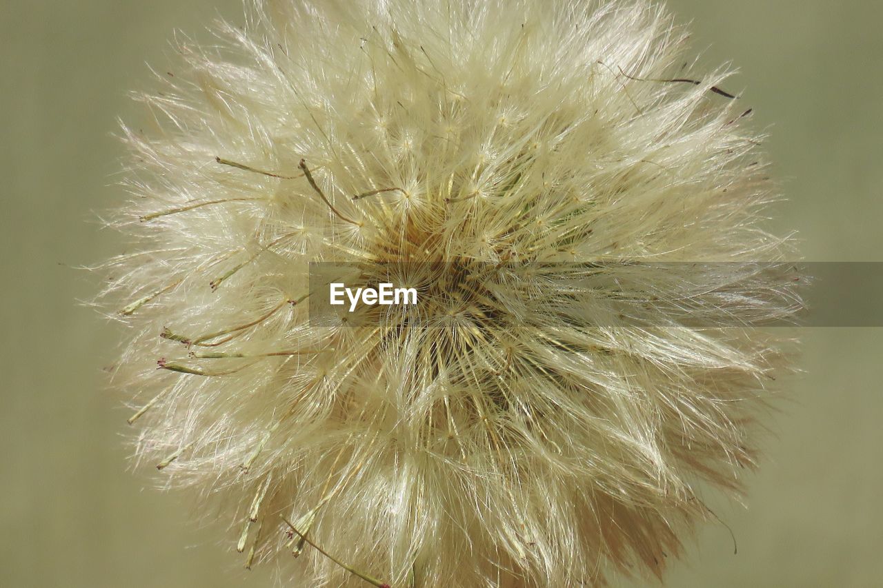 CLOSE-UP OF DANDELION PLANT