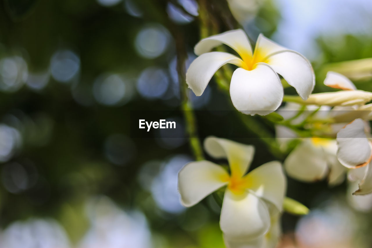 Close-up of white flowering plant