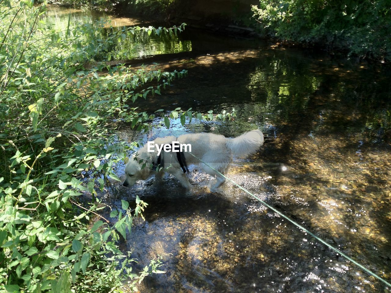 High angle view of dog standing in river amidst trees on sunny day