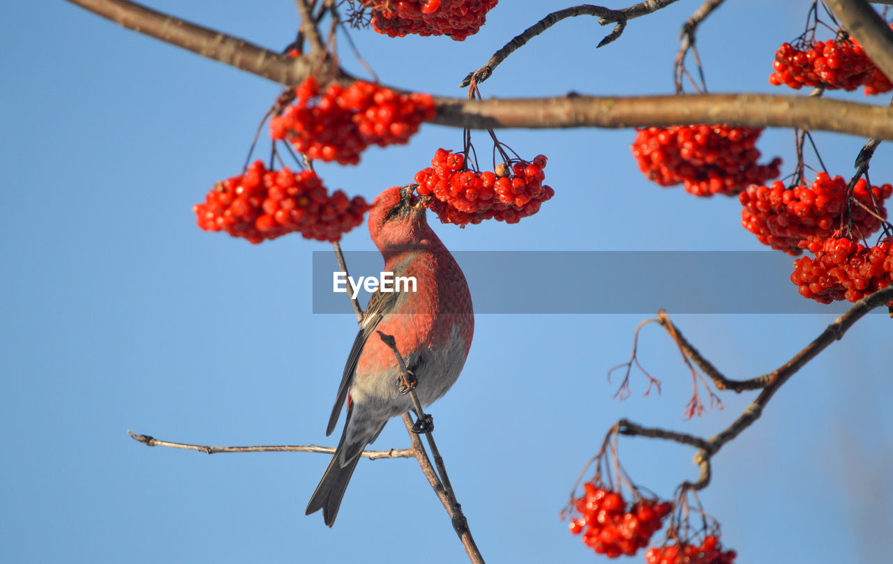 red, fruit, food, flower, healthy eating, tree, food and drink, nature, branch, sky, plant, no people, berry, clear sky, bird, hanging, low angle view, day, rowan, outdoors, autumn, leaf, beauty in nature, sunny, freshness, blue, animal, animal themes, growth, rose hip