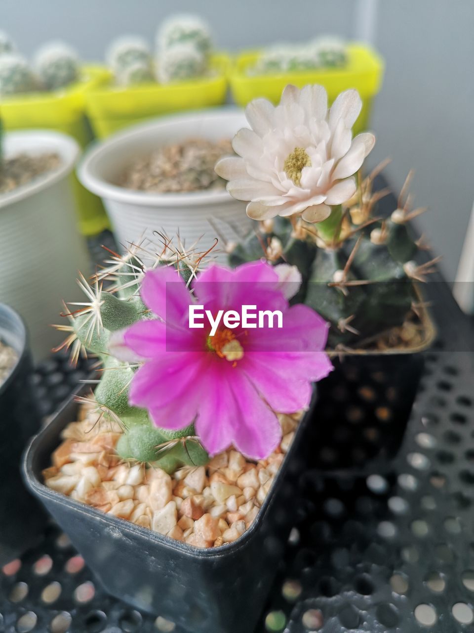 HIGH ANGLE VIEW OF PINK FLOWER POT