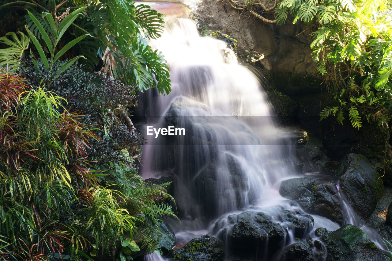 Close-up of waterfall along plants