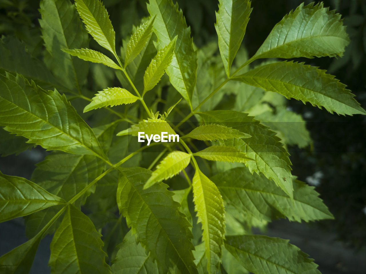 CLOSE-UP OF LEAVES