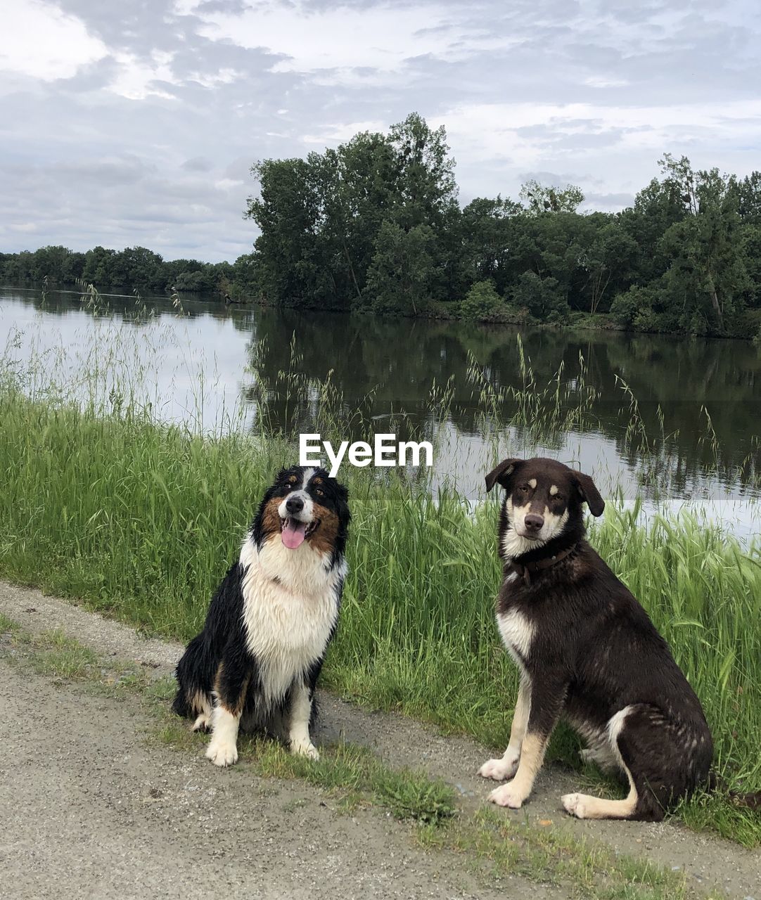 VIEW OF DOG ON GRASS