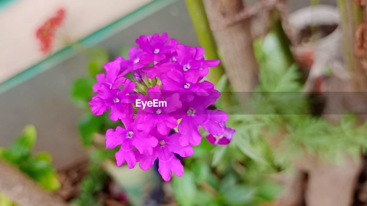 plant, flower, flowering plant, freshness, beauty in nature, close-up, nature, pink, growth, fragility, petal, no people, flower head, outdoors, inflorescence, day, selective focus, purple, blossom, focus on foreground, springtime