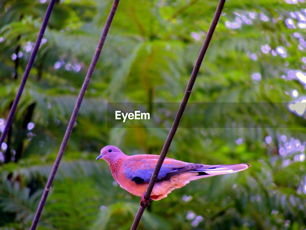 CLOSE-UP OF A BIRD PERCHING ON PLANT