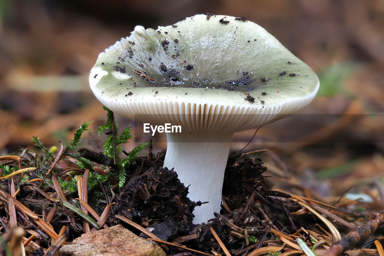 CLOSE-UP OF MUSHROOM GROWING ON FIELD DURING RAINY SEASON