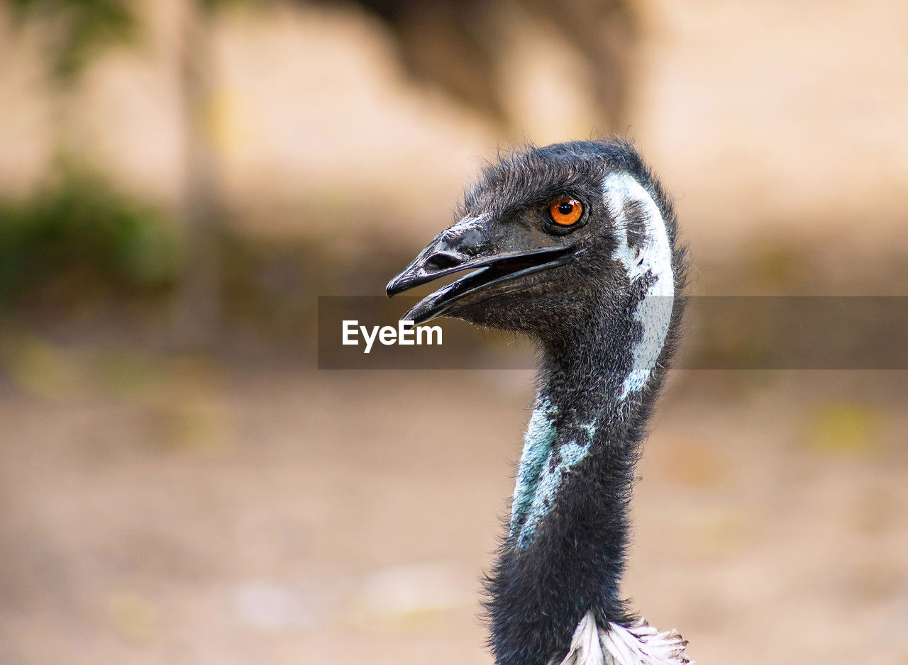 Close up photo of an emu bird.