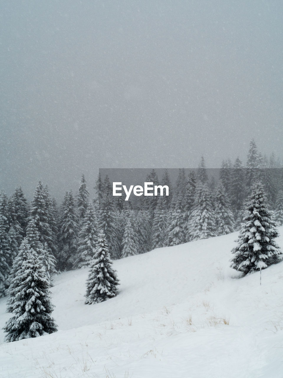 SNOW COVERED FIELD AGAINST SKY