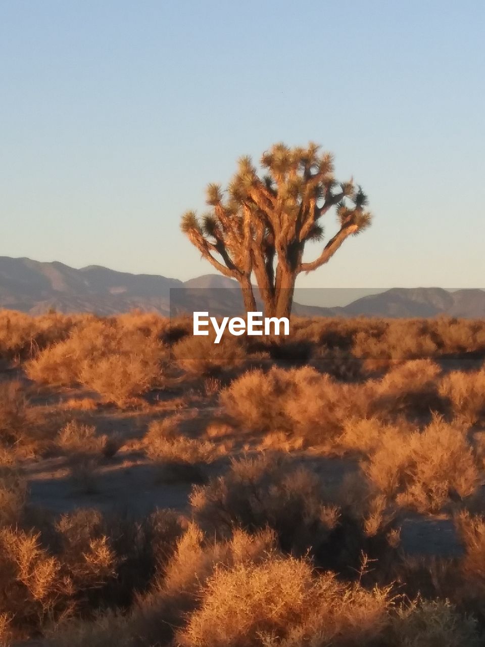 TREES ON FIELD AGAINST SKY