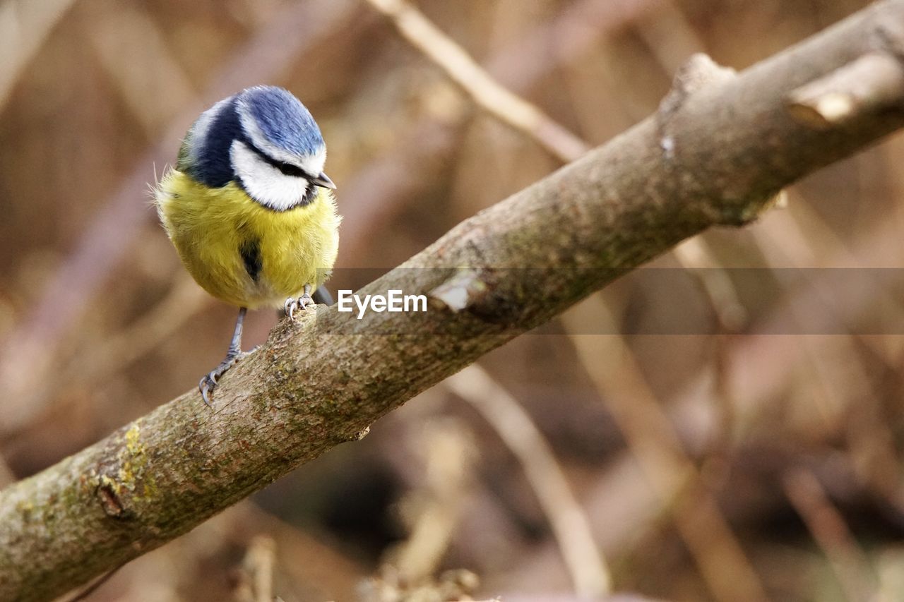 Close-up of bird perching on branch