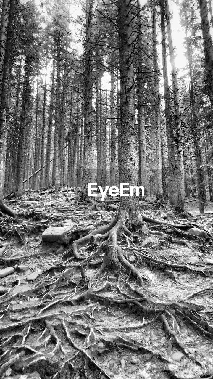 SCENIC VIEW OF FOREST