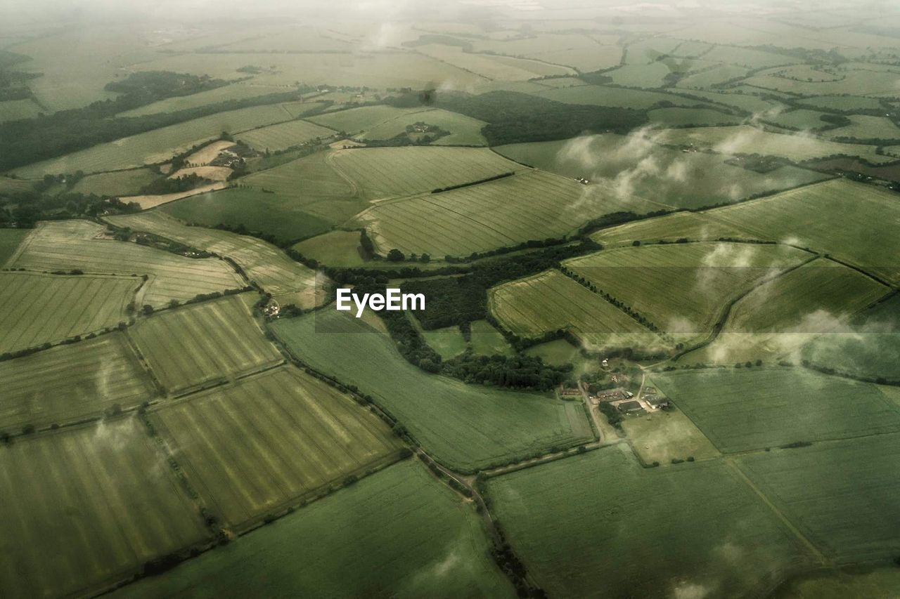 High angle view of wheat field