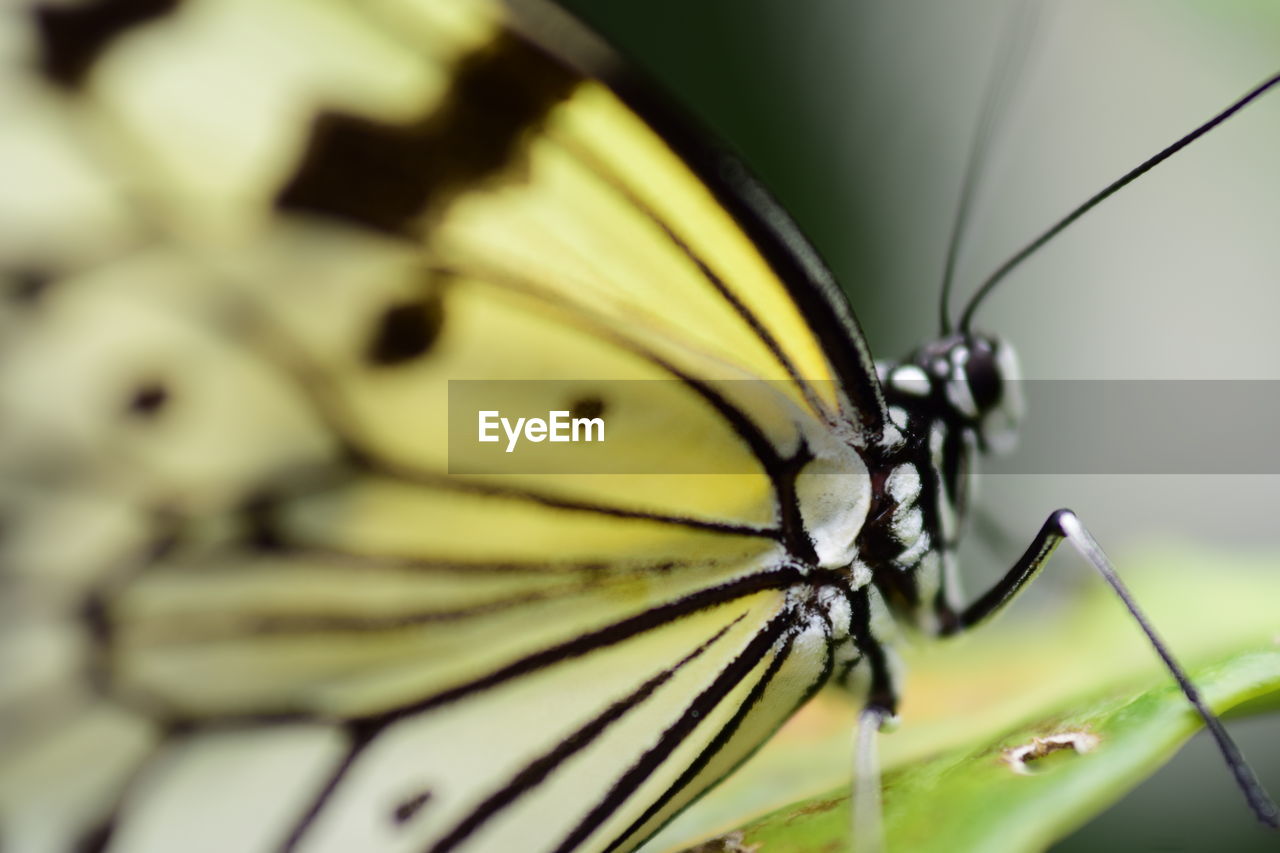 Close-up of butterfly on leaf