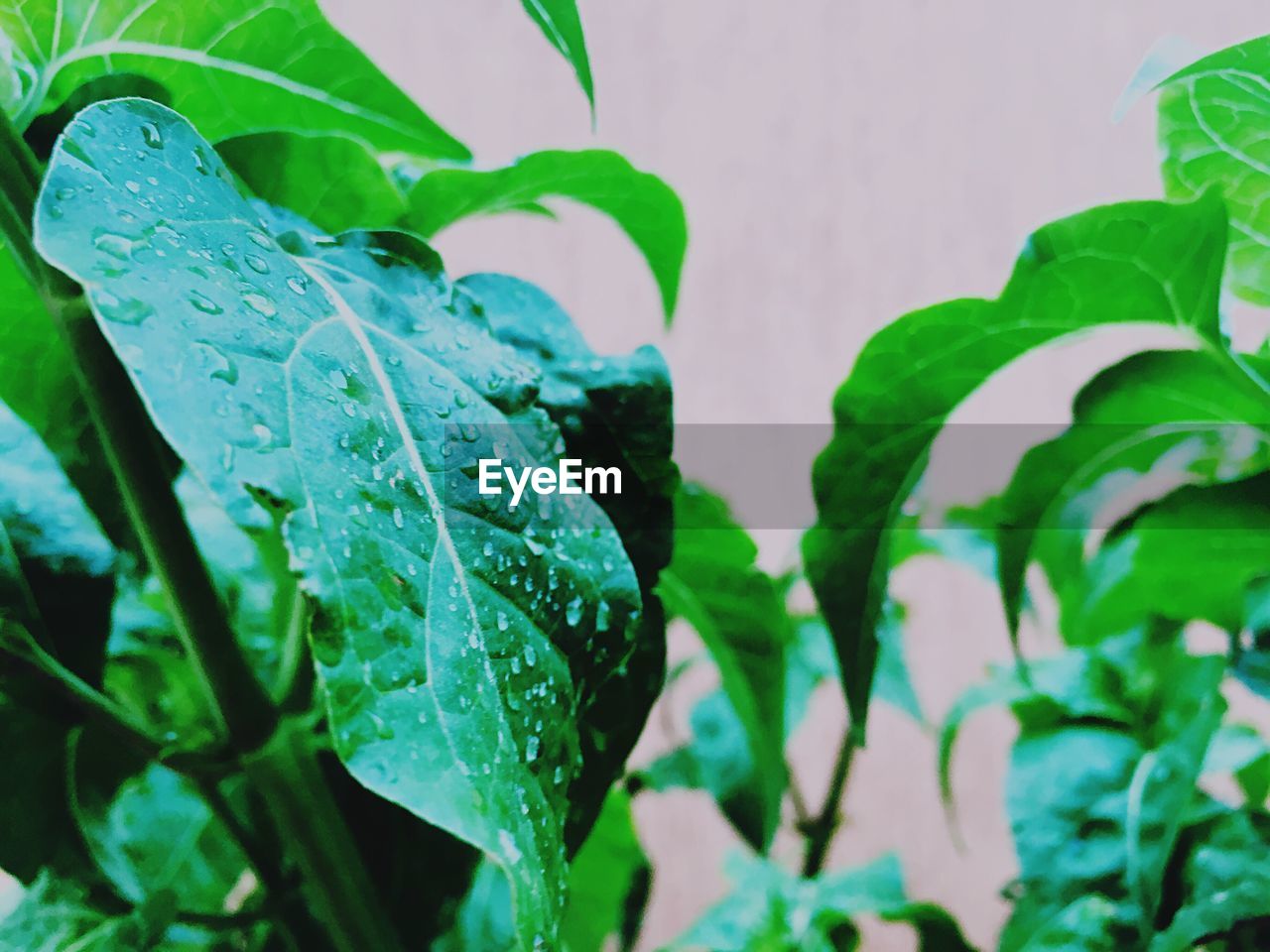 Close-up of plants growing outdoors